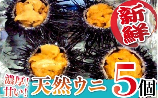日豊海岸どれ延岡産天然ウニ(5個) N014-YZB529宮崎県延岡市29000魚介・海産物イカ・タコ・ウニ