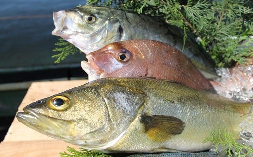 延岡市島浦島育ちの厳選鮮魚セット N015-YZC002宮崎県延岡市38000魚介・海産物鮮魚