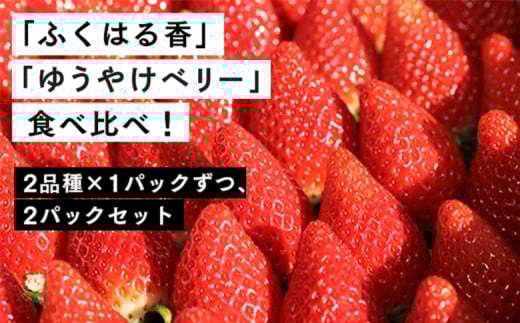 【先行予約】伊賀いちご園のいちご レギュラーパック2パック 560g(280g×2パック) 数量限定 | イチゴ いちご 苺 ストロベリー strawberry プレゼント ギフト 贈答 ふくはる香 ゆうやけベリー福島県