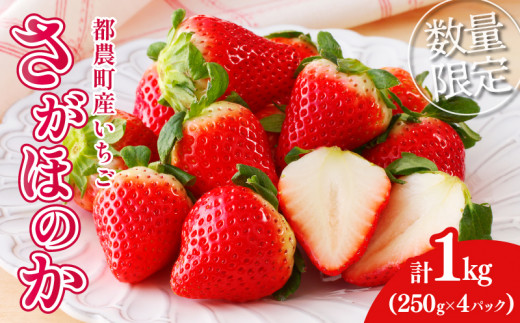 先行予約≪数量限定≫都農町産いちご「さがほのか」計1kg フルーツ 果物 デザート イチゴ 国産_T015-0011宮崎県都農町13000果物・フルーツいちご