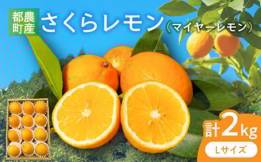 先行予約≪期間限定≫都農町産さくらレモン(マイヤーレモン)計2kg フルーツ 果物 柑橘 レモン 国産_T002-003宮崎県都農町12000果物・フルーツみかん・柑橘類