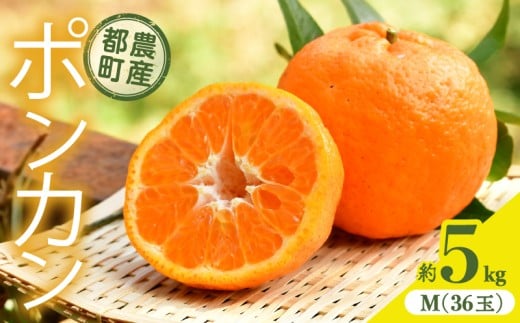 先行予約≪期間限定≫都農町産「ポンカン(Mサイズ)」 約5kg フルーツ 果物 柑橘 国産_T008-005宮崎県都農町16000果物・フルーツみかん・柑橘類