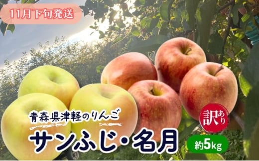 【11月下旬発送】【訳あり】青森県津軽のりんご「サンふじ・名月」約5kg【里いちみfarm】青森県板柳町16000果物・フルーツりんご・梨