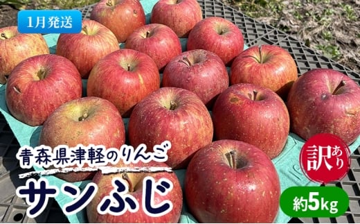 【1月発送】【訳あり】青森県津軽のりんご「サンふじ」約5kg【里いちみfarm】青森県板柳町16000果物・フルーツりんご・梨