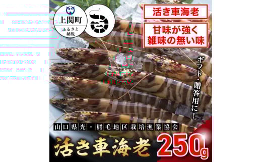 A-5 活き車えび250g 【山口県光・熊毛地区栽培漁業協会】(1月発送分)山口県上関町12000魚介・海産物エビ