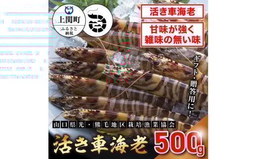 B-1 活き車えび500g 【山口県光・熊毛地区栽培漁業協会】(12月発送分)山口県上関町22000魚介・海産物エビ