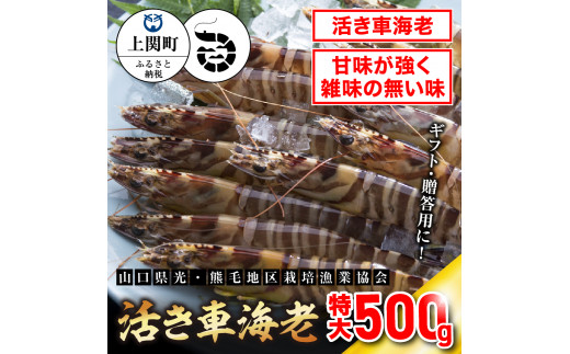 C-3 特大活き車えび500g 【山口県光・熊毛地区栽培漁業協会】(1月発送分)山口県上関町39000魚介・海産物エビ