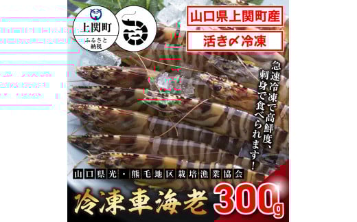A-20 冷凍車えび300g【山口県光・熊毛地区栽培漁業協会】(LLサイズ)山口県上関町12000魚介・海産物エビ
