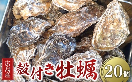 広島県産 草津かき(殻付き) 20個広島県広島市11000魚介・海産物貝類