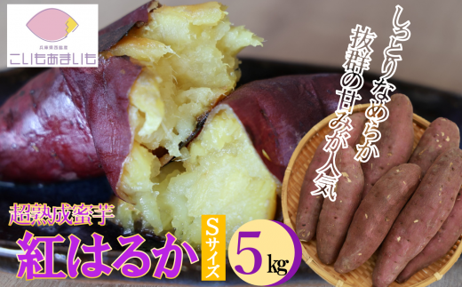 【予約:1月下旬発送予定】超熟成蜜芋「こいもあまいも」紅はるか Sサイズ 合計5s(10-81) さつまいも兵庫県西脇市10000野菜・きのこじゃがいも・イモ類