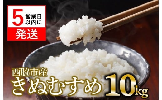 【スピード発送】【数量限定】令和6年産 きぬむすめ 10kg 白米  (22-64) 米 お米 10kg 米10kg 兵庫県産 西脇市産 令和6年産 R6年産 2024年産 精米兵庫県西脇市22000米・パン白米