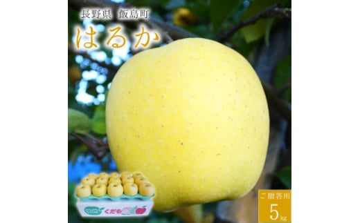 <桃沢晴香園>はるか(りんご)5kg【1606258】長野県飯島町18000果物・フルーツりんご・梨