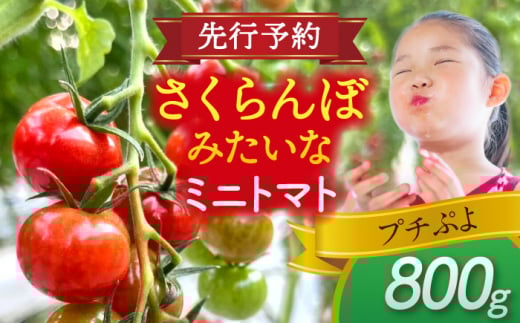 ys\z _N11菇^ ~jg}g(v`Ղ)800g g}g  VN Ԍg}g s / АΌ_ [AEBG007]ms7000؁Êg}g