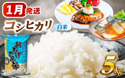 米 【1月発送】 コシヒカリ 白米 5kg 米 お米 5kg 5キロ 白米 精米 新米 コメ ご飯 ごはん 愛知県産 国産 県産米 国産米 コシヒカリ こしひかり 発送 時期 選べる 産地直送 15000円 1万5千円 令和7