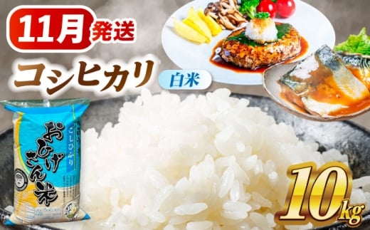 米 【11月発送】 コシヒカリ 白米 10s 米 お米 10kg 10キロ 白米 精米 新米 コメ ご飯 ごはん 愛知県産 国産 県産米 国産米 コシヒカリ こしひかり 発送 時期 選べる 産地直送 30000円 3万円 令和7