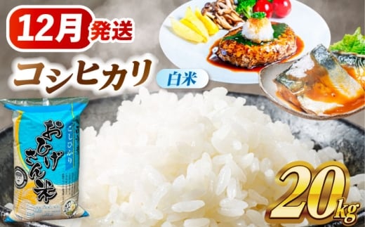 米 【12月発送】 コシヒカリ 白米 20kg 米 お米 20kg 20キロ 白米 精米 新米 コメ ご飯 ごはん 愛知県産 国産 県産米 国産米 コシヒカリ こしひかり 発送 時期 選べる 産地直送 大容量 令和7年 愛