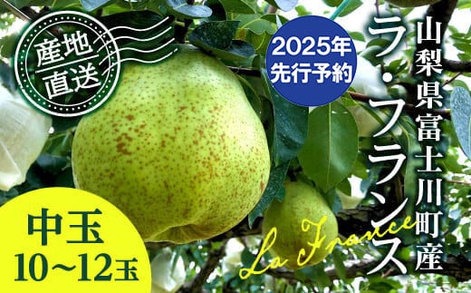 y2025N s\z EtX  10-12 (3.5kg) 2025N10{ȍ~\@miV m t[c ʕ xm쒬Rxm쒬16000ʕEt[c񂲁E
