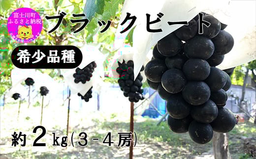 【2025年発送分】希少品種「ブラックビート」3〜4房(約2kg)種なし 種無し 黒葡萄 ぶどう ブドウ 葡萄 フルーツ 果物 山梨 やまなし 富士川町 先行予約山梨県富士川町15000果物・フルーツマ