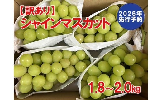 【2026年発送分 先行予約】【訳あり】シャインマスカット  1.8kg〜2kg (3〜6房) 【8月下旬以降発送予定】 訳アリ 訳あり品 シャイン マスカット ぶどう ブドウ 葡萄 徳用 家庭用 ご家庭用 旬 新