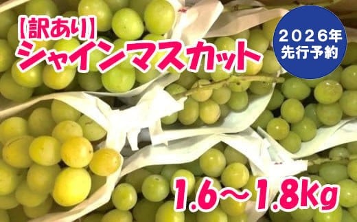 【2026年発送分 先行予約】【訳あり】徳用シャインマスカット(1.6〜1.8kg)   訳アリ 訳あり品 シャイン マスカット ぶどう ブドウ 葡萄 徳用 家庭用 ご家庭用 旬 新鮮 くだもの 果物 フルーツ
