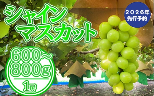 y2026N s\zVC}XJbgiP[j 600`800g VC }XJbg Ԃǂ uhE  P[ 600g 700g 800g ƒp p lp Plp t[c ʕ  R ܂