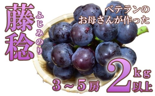 藤稔 2kg以上(3〜5房) ふじみのり 葡萄 ブドウ ぶどう 果物 くだもの 山梨 やまなし フルーツ 富士川町山梨県富士川町23000果物・フルーツマスカット・ぶどう