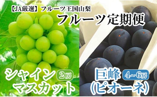 【JA厳選】フルーツ王国やまなし満喫定期便 巨峰(約2kg・4〜6房)&シャインマスカット(約1kg・2房)定期便 ぶどう ブドウ 葡萄 果物 くだもの フルーツ 山梨 やまなし 富士川町山梨県富