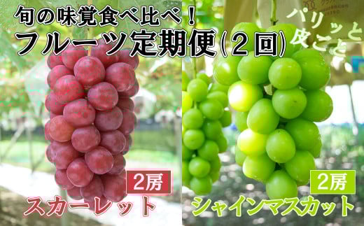 【やまなしのフルーツ定期便】シャインマスカット(緑)(2房・約1.4kg)&スカーレット(赤)(2房・約1.5kg)食べ比べ定期便(2回発送) ぶどう ブドウ 葡萄 食べ比べ 定期