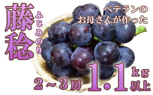 【フルーツ王国山梨】藤稔 1.1kg以上(2〜3房) ふじみのり 葡萄 ブドウ ぶどう 果物 くだもの 山梨 やまなし フルーツ 富士川町山梨県富士川町12000果物・フルーツマスカット・ぶ