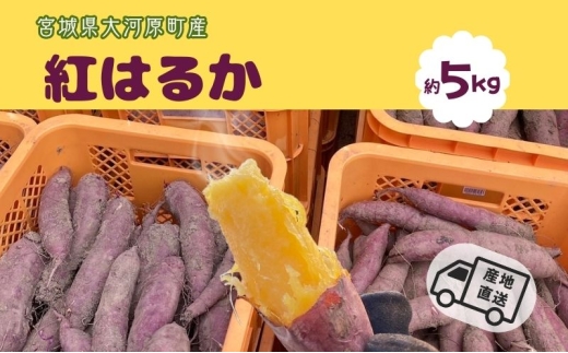 さつまいも 約5kg 紅はるか サツマイモ 宮城県産 甘い 秋 冬 スイーツ いも 産地直送 宮城県 大河原町宮城県大河原町10000野菜・きのこじゃがいも・イモ類