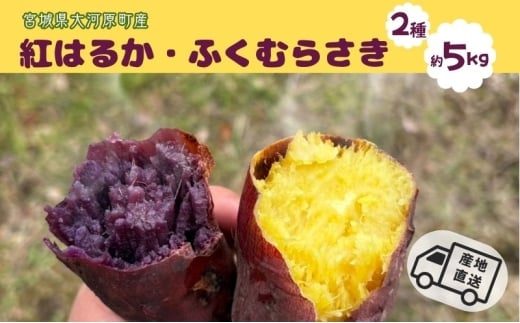 さつまいも 約5kg 2種詰合せ 紅はるか ふくむらさき サツマイモ 宮城県産 甘い 秋 冬 スイーツ 産地直送 宮城県 大河原町宮城県大河原町10000野菜・きのこじゃがいも・イモ類