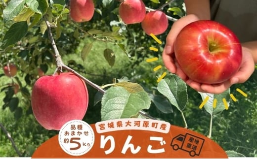 大河原町のりんご りんご  品種おまかせ 約5kg 果物 フルーツ 期間限定 季節限定 リンゴ宮城県大河原町17000果物・フルーツりんご・梨