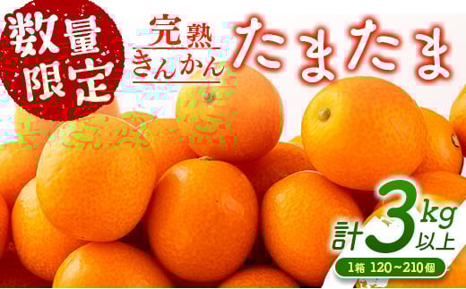先行予約 完熟きんかん たまたま 計3kg以上 (3kg×1箱) 希少 期間限定 数量限定 フルーツ 果物 くだもの 柑橘 金柑 国産 食品 大粒 宮崎ブランド おすすめ デザート おやつ ギフト 贈り物 贈答