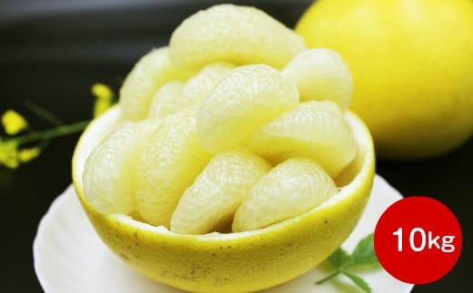 <2026年2月〜3月頃お届け予定> 土佐文旦(家庭用)【10kg】高知県佐川町12000果物・フルーツみかん・柑橘類
