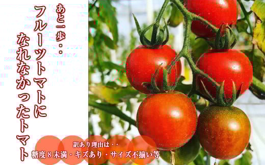 【2025年12月〜2026年7月頃発送】訳あり ミニトマト・フルティカ <約1.2kg>フルーツトマト 訳あり ワケあり 規格外 ましまファーム アイメック?栽培高知県佐川町14000野菜・きのこトマト