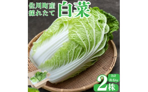 <2025年12月中にお届け>事前予約受付中<佐川町産 白菜 2株(約6kg)> 無双 高知 新鮮 野菜 お鍋 シチュー高知県佐川町6500野菜・きのこその他 野菜