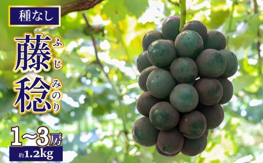 <2026年8月上旬以降に発送>【藤稔 約1.2kg(1〜3房)】先行予約 ぶどう grape fruit 藤みのり フレッシュ 旬 果物 くだもの 高知県 佐川町産高知県佐川町12000果物・フルーツマスカット・ぶどう