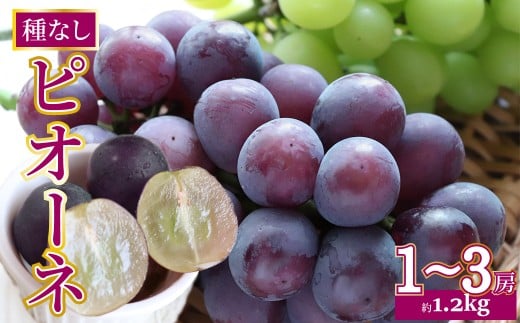 <2026年8月上旬以降に発送>【ピオーネ 約1.2kg(1〜3房)】先行予約 ぶどう grape fruit フレッシュ 旬 果物 くだもの 高知県 佐川町産高知県佐川町12000果物・フルーツマスカット・ぶどう