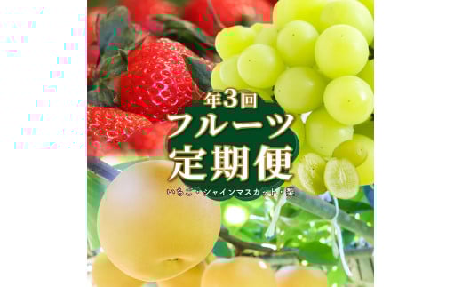 t[c ցiSRj m VC}XJbg n Ԃǂ fruit   { ʕ  m 쒬Ym쒬39000ʕEt[c}XJbgEԂǂ