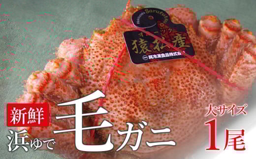新鮮浜ゆで毛ガニ(大)×1尾【0401601】北海道猿払村29000魚介・海産物カニ
