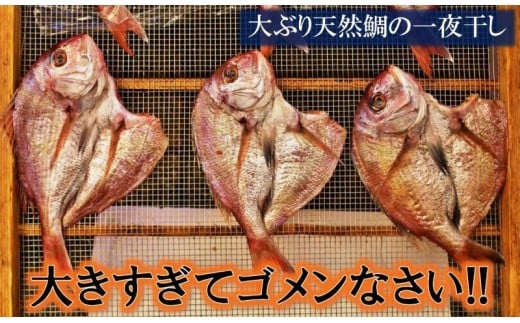 大きな天然鯛の一夜干し/3尾で1.2kg以上_1061R大分県国東市8000魚介・海産物干物