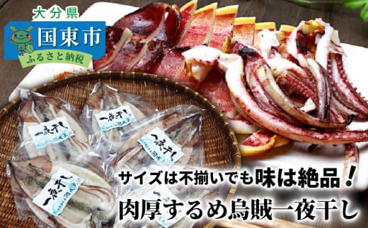 サイズは不揃いでも味は絶品!肉厚するめ烏賊一夜干し_1511R大分県国東市14000魚介・海産物