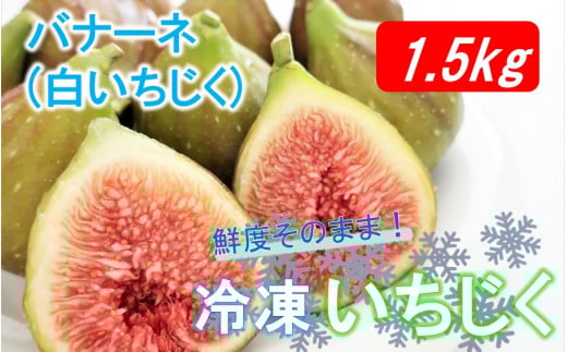 鮮度そのまま! 冷凍完熟いちじく / バナーネ(白いちじく)1.5kg 冷凍イチジク 無花果 バナーネ シロイチジク フルーツ 新鮮_2287R大分県国東市10000果物・フルーツその他 果物・フルーツ