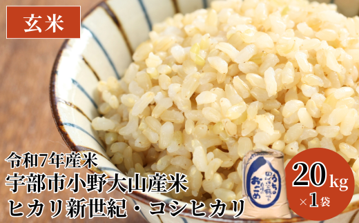 令和7年産米 宇部市小野 大山産米 玄米20kg | 玄米 20kg 米 20キロ 精米 お米 こめ ヒカリ新世紀 コシヒカリ 湧水 大山米 ご飯 おにぎり お弁当  水 令和7年産 山口県 宇部市山口県宇部市47000米・