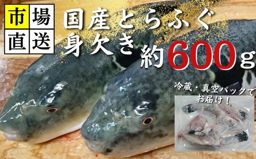 【北海道・東北・沖縄・離島配送不可/着日指定必須】市場直送!ふぐ 身欠き 1匹分 600g前後【市場直送 ふぐ フグ 河豚 身欠き 山口県 宇部市 ふぐ ふぐ刺し 冷蔵 生 未冷凍 贅沢品 季節 オ