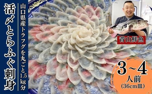 【北海道・東北・沖縄・離島配送不可/着日指定必須】2025年11月以降発送 活とらふぐ刺身  3〜4人前 ふぐ 刺身 ふぐ刺し フグ トラフグ【活とらふぐ 刺身 トラフグ ふぐ刺し フグ ふぐ 刺身