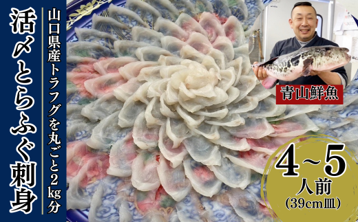 【北海道・東北・沖縄・離島配送不可/着日指定必須】2025年11月以降発送 活とらふぐ刺身  4〜5人前 ふぐ 刺身 ふぐ刺し フグ トラフグ【活とらふぐ 刺身 トラフグ ふぐ刺し フグ ふぐ 刺身