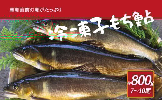 産卵直前の卵たっぷりの冷凍子持鮎  約800g (7〜10尾)魚卵 魚 お魚 さかな 鮎 子持鮎 あゆ 塩焼き 煮付け熊本県相良村15000魚介・海産物鮮魚