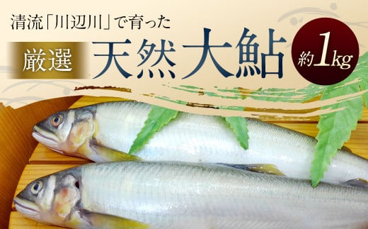 天然大鮎 約1kg あゆ アユ 魚熊本県相良村28000魚介・海産物鮮魚