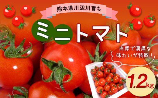 川辺川育ち ミニトマト 1.2kg とまと トマト 野菜 やさい 熊本県産 【2026年1月上旬〜1月下旬発送予定】熊本県相良村10000野菜・きのこトマト